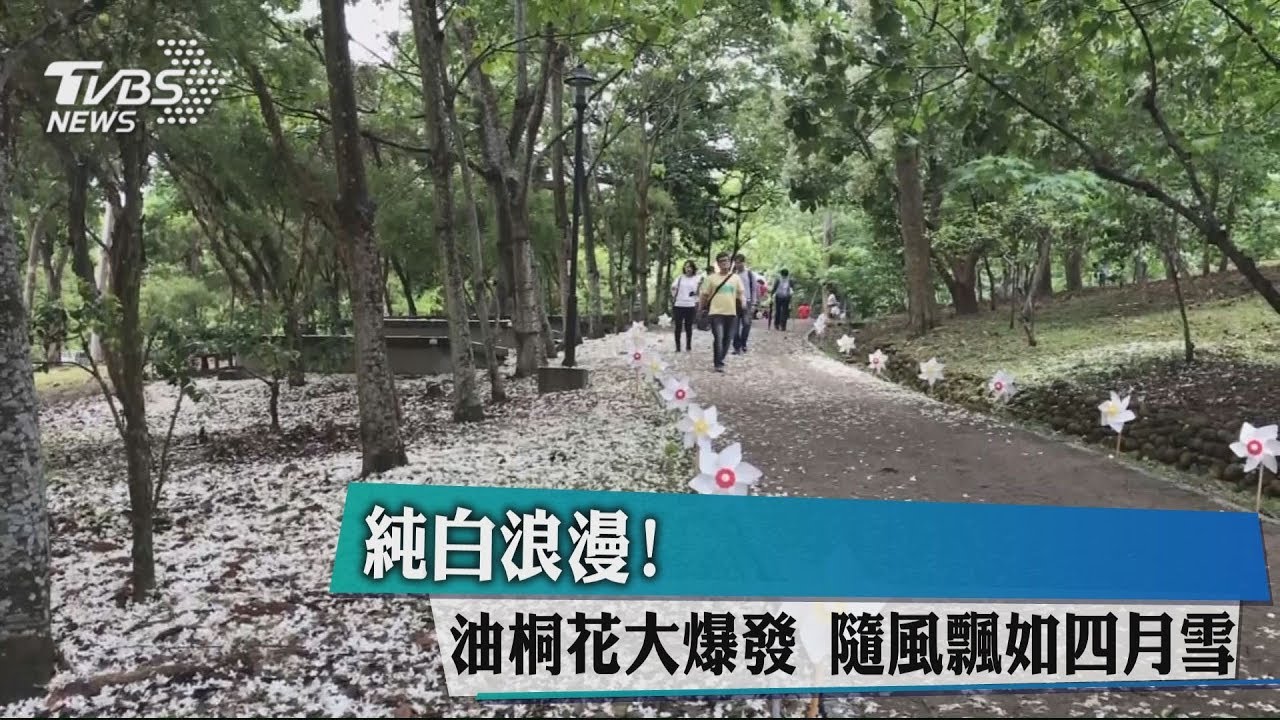 純白浪漫!油桐花大爆發 隨風飄如4月雪