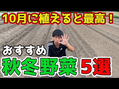  10月に種をまくべき野菜は何ですか?家庭菜園で簡単にできる種まき 5 つ  庭園