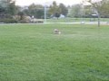 Sophie The Wonder Corgi