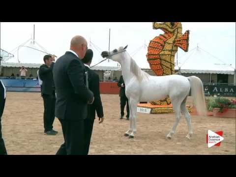N.109 AJIB DE NAUTIAC - Menton 2016 - Colts 2 years old (Class 7)