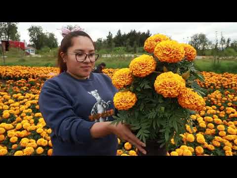 Cempasúchitl, una flor con gran tradición