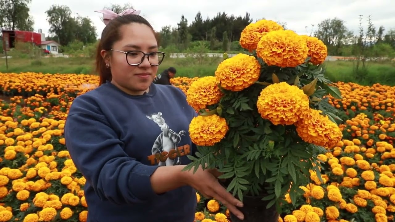 Cempasúchitl, una flor con gran tradición