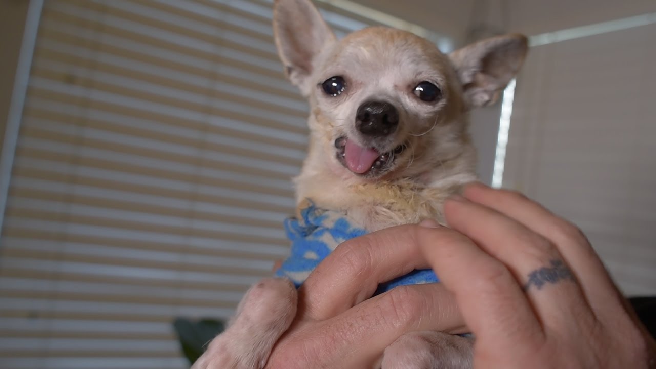 Animal Rescue