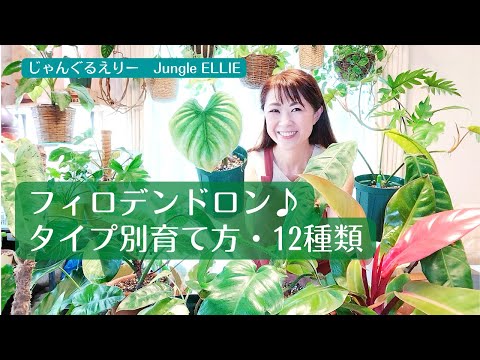 園芸 槍の葉のフィロデンドロン