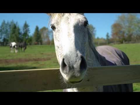 75 Acre Equestrian Property in Langley, BC - 24680 80 Ave