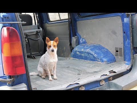 Fenka Pampi pomáha nakladať tovar od fanúšikov pre útulok.