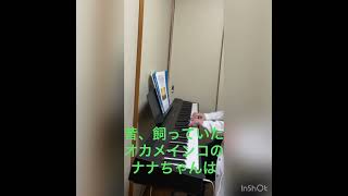 Download lagu ◆ 白鳥の湖◆【おとなのためのピアノ曲集 クラシック編1】〜62才ピアノ独習127 #60代 #ピアノ独習 #piano #大人ピアノ mp3