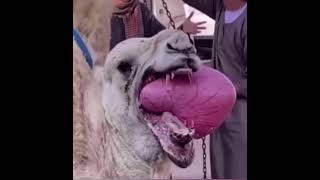 Organ coming out camels mouth #shorts