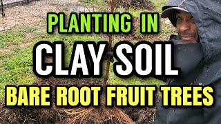HOW to PLANT BARE ROOT FRUIT TREES in CLAY SOIL
