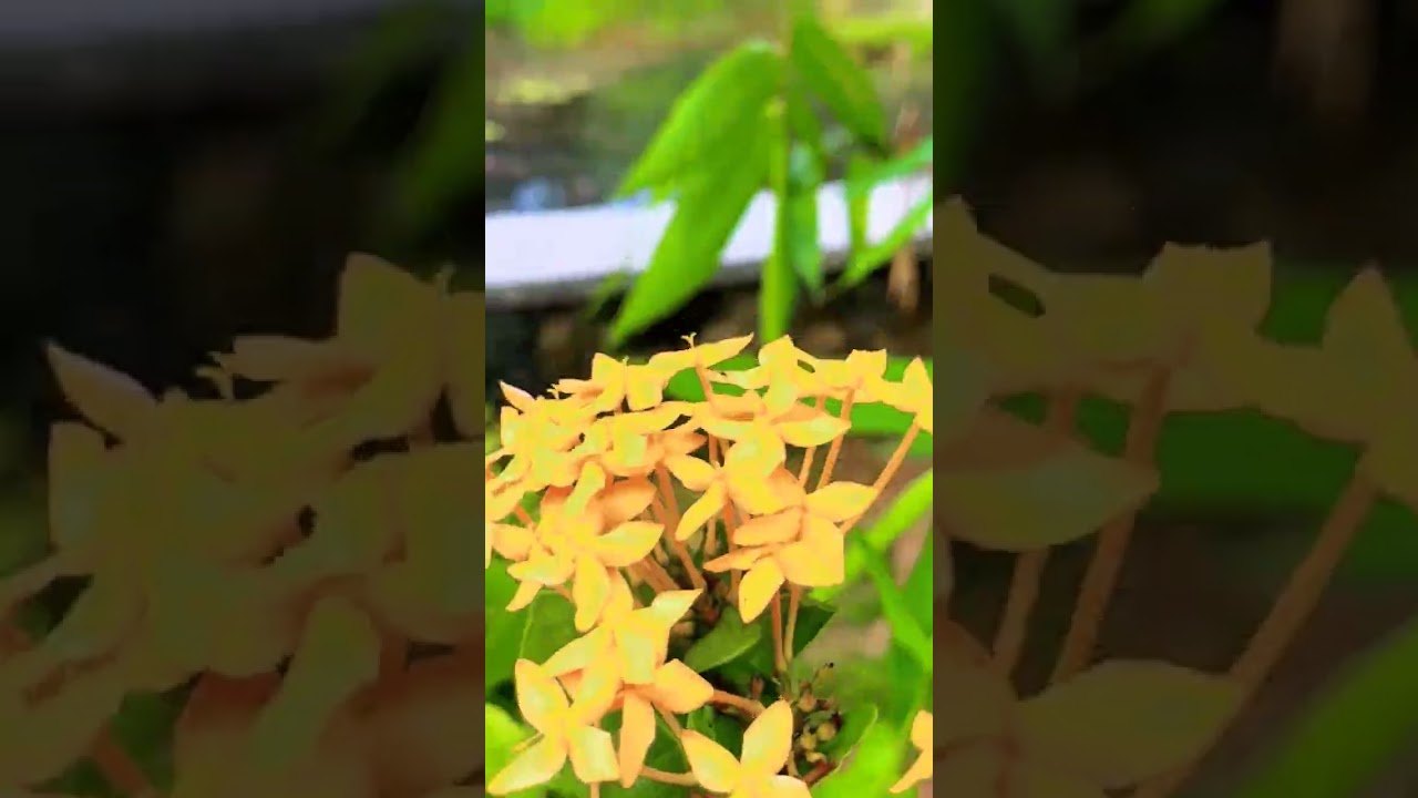 YouTube Short thumbnail