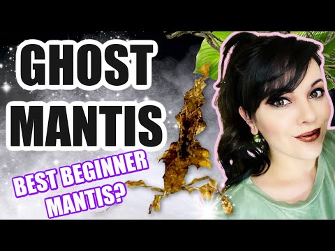 BEST BEGINNER MANTIS?-GHOST MANTIS CARE