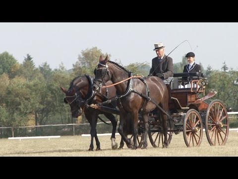 Závody ve spřežení na mimoňské dostihové dráze