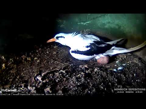 New Bird Cam: White-tailed Tropicbird Cam Launches As Egg Is Close To Hatch!  – April 19, 2019