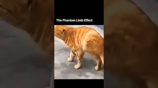 The Phantom Limb Effect: A Cat’s Brain Still Feels His Lost Leg
