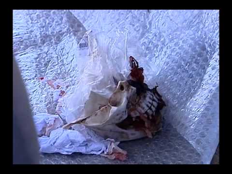 Crânio de Mentira Engana Policiais - Jornal do SBT Brasília 20/07/2011