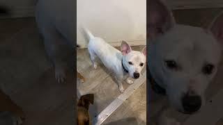 Video preview image #1 Rat-Cha Puppy For Sale in San Diego, CA, USA