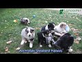 Australian Shepherd dogs for sale: Dusty - Video 1
