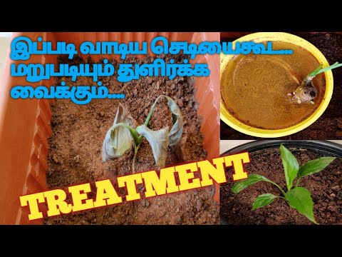 வாடிய செடிகளை மறுபடியும் துளிர்க்க வைக்கும் முறை ll how to revive a dying plant ll