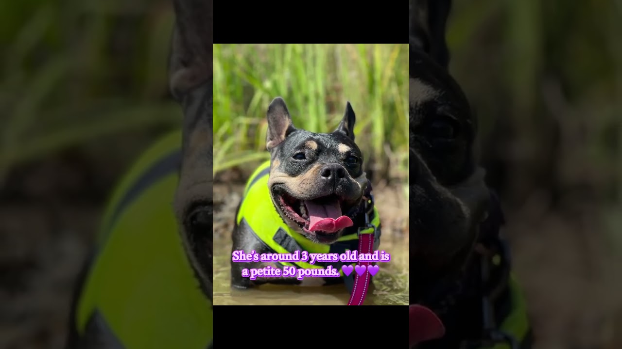 Martini, a ADOPTABLE mixed breed in Citrus Heights, CA video 6/6