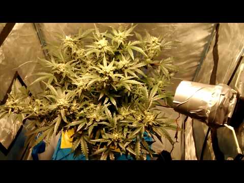 00 Seeds   Afghan Mass Auto XXL Fem