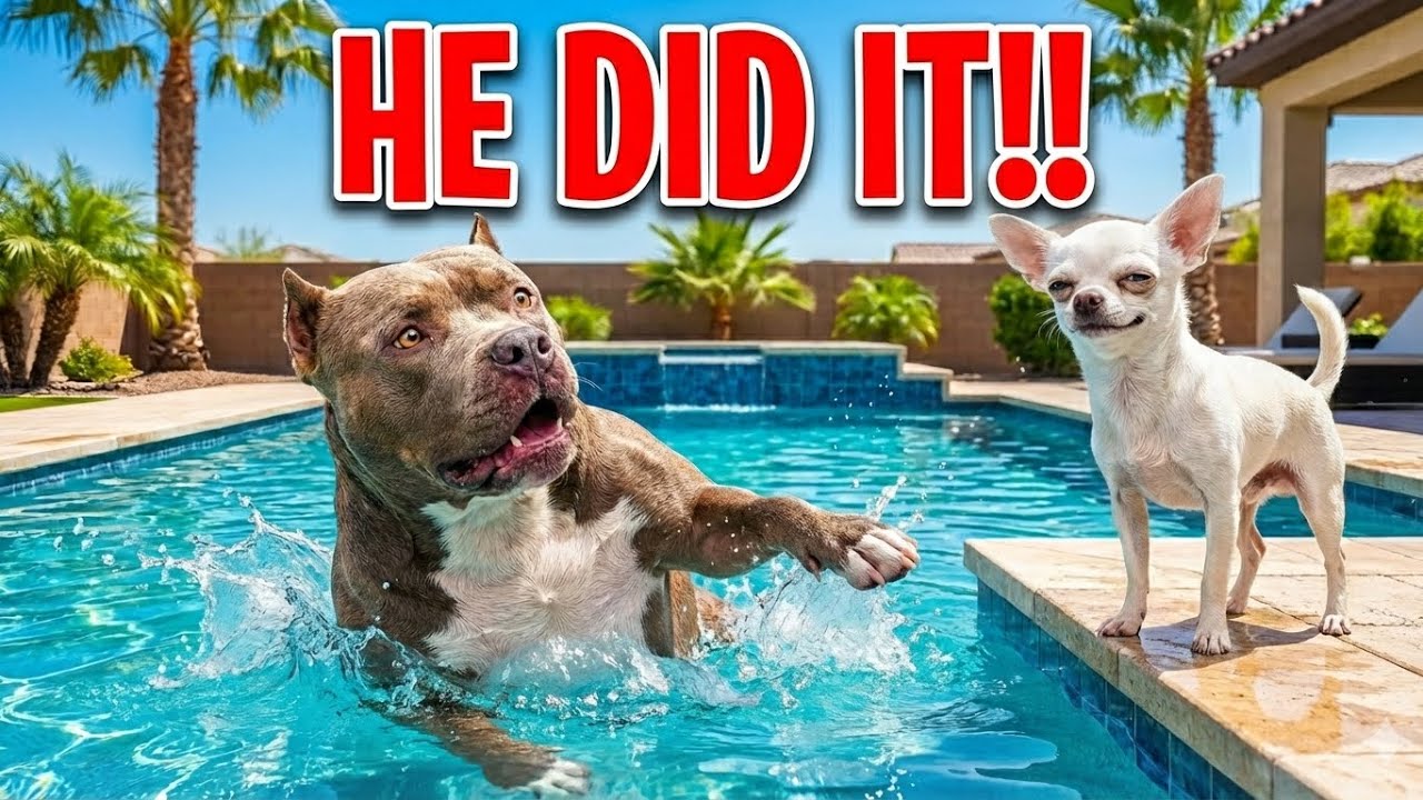 Chihuahua Pranks Pitbull at the Pool! 😂 Funny Dog Fails & Unexpected Endings 🐶💦