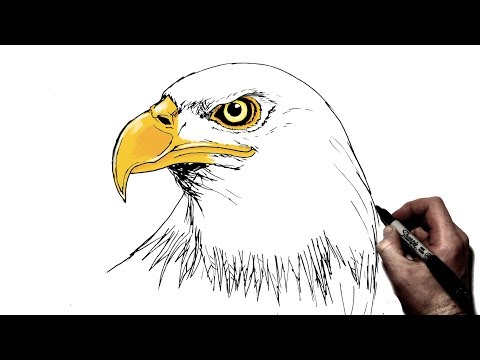 How To Draw an Eagle | Step by Step - YouTube