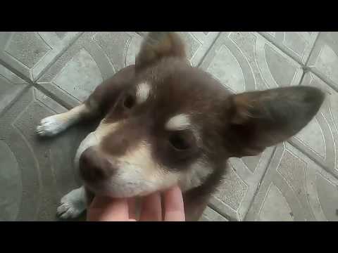 Малышу обновка не понравилась/Наших котят заберут/🙊😒