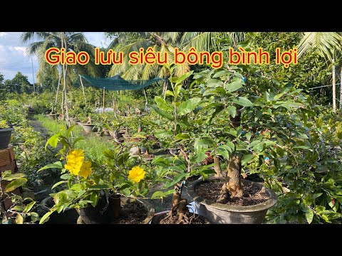 Giao lưu siêu bông bình và  sbsg.             Lh0387483634