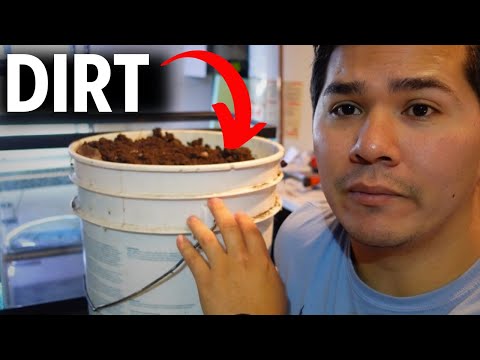 How To Set Up A Dirted Fish Tank
