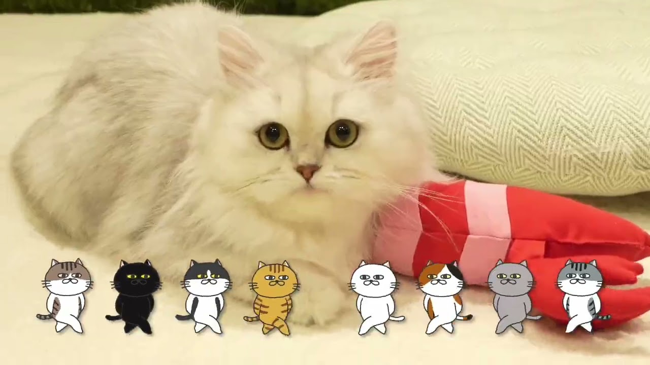 ペティオ　けりぐるみ　CM