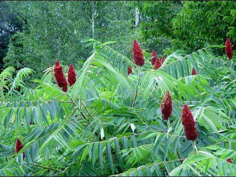 download lagu mp3 mp4 Sumac Vinaigrier, download lagu Sumac Vinaigrier gratis, unduh video klip Sumac Vinaigrier