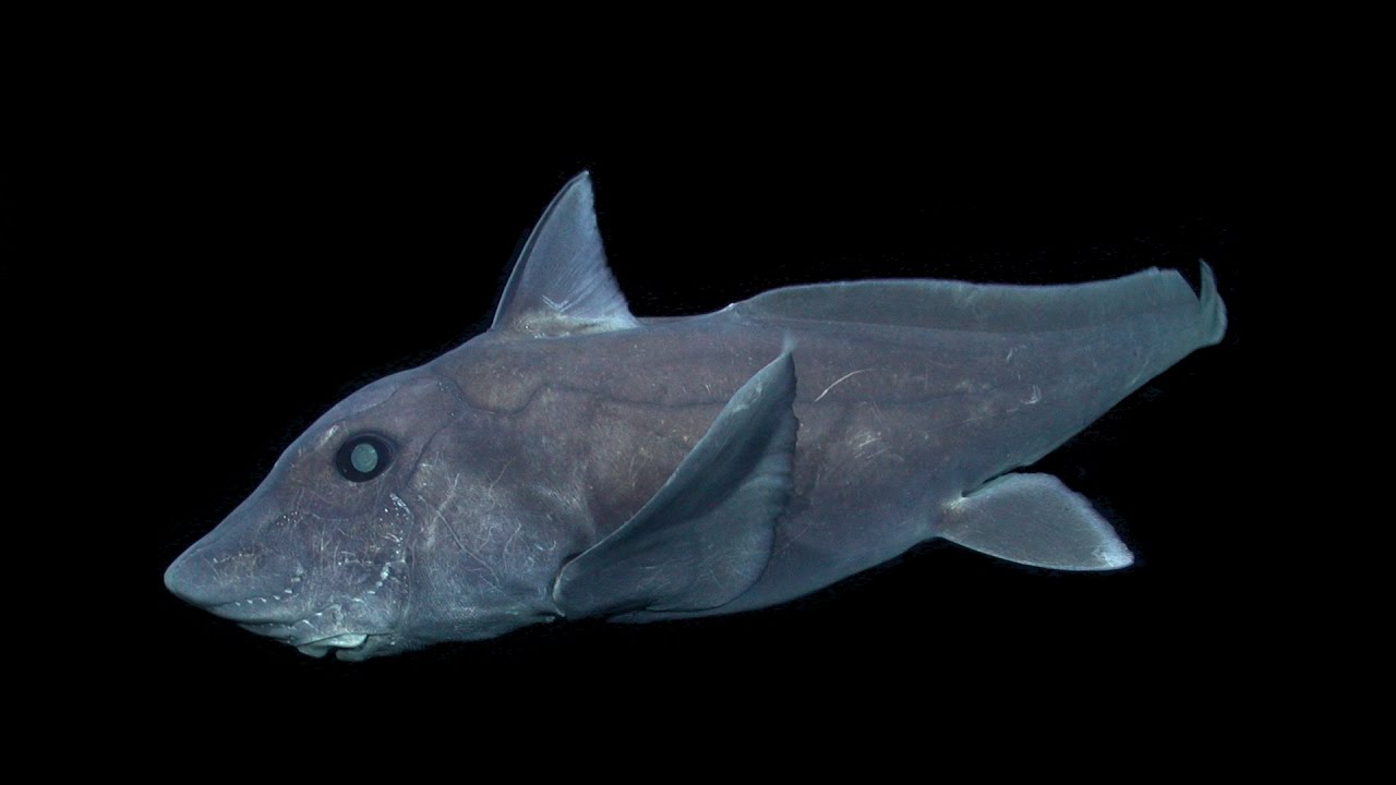 The pointy-nosed blue ratfish Hydrolagus trolli - YouTube