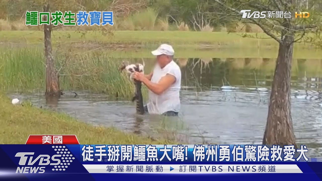 徒手掰開鱷魚大嘴! 佛州勇伯驚險救愛犬