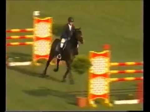 SINGULORD JOTER: Holstein jumping stallion, www.equine-evolution.com