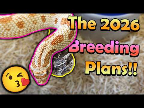 Snake Pairing Guide: Breeding Hognoses, Bullsnakes & Kingsnakes