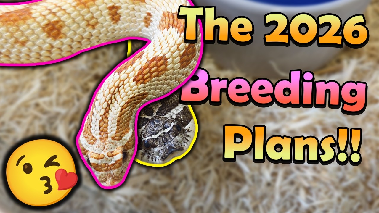 Pairing our Hognoses, Bullsnakes, Kingsnakes, and other Snakes!