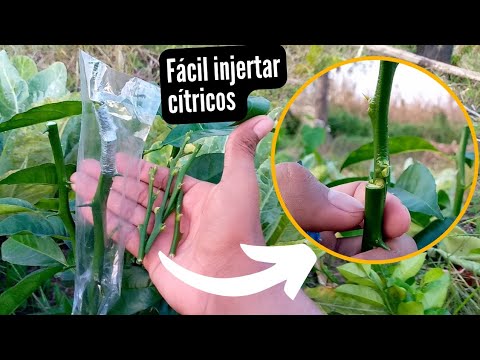 🍋 ASÍ DE FÁCIL SE INJERTA UN LIMONERO QUE PRENDA - INJERTO DE CÍTRICOS