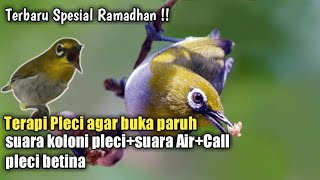 Download lagu terapi pleci ombyokan terapi pleci agar buka paruh terbaru !!! mp3
