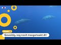 Waarschijnlijk nieuwe dolfijnsoort ontdekt
