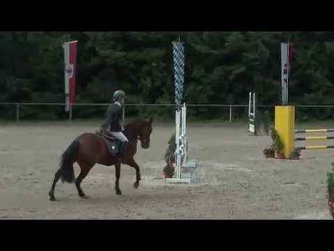 2011 mare AWÖ Canoso x Aloube Z