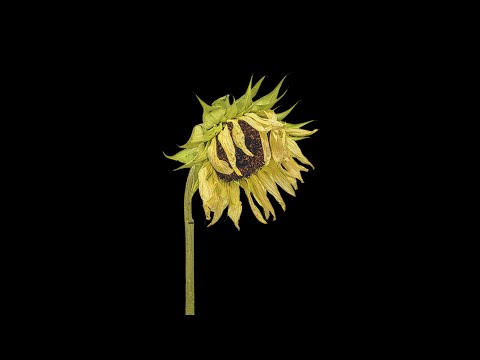 Rakan Al Madanat - Without you (Official Audio)