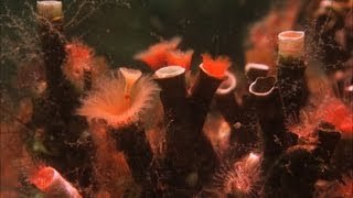 Serpulid Worms - Hebrides: Islands on the Edge - Episode 2 Preview - BBC Two