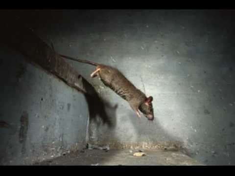 download lagu mp3 mp4 Gens De La Ville Paroles, download lagu Gens De La Ville Paroles gratis, unduh video klip Gens De La Ville Paroles