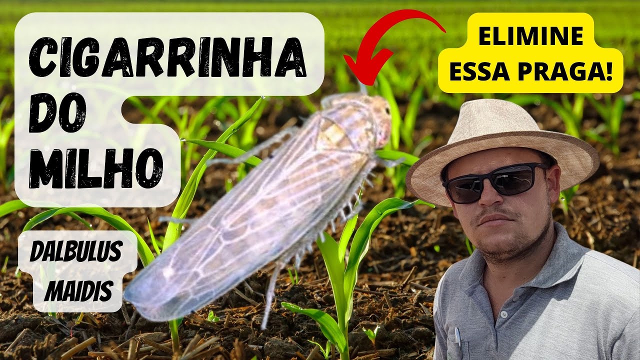 CIGARRINHA DO MILHO | Dalbulus maidis. Como controlar essa praga prevenindo enfezamentos nas plantas