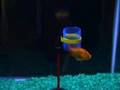 Intelligent Goldfish