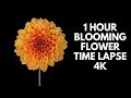 4K Blooming Flowers Time Lapse for Relaxation Soft Piano Music