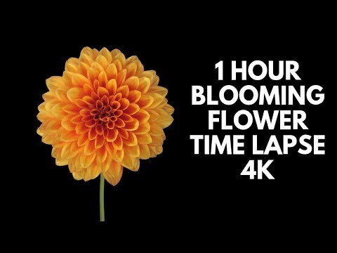 download lagu mp3 mp4 Blooming Flower, download lagu Blooming Flower gratis, unduh video klip Blooming Flower