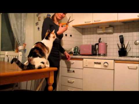 Mudras - asamyuta hastas