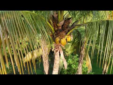 Una finca donde naturaleza e inversión se encuentran | Hojancha, Guanacaste