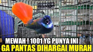 Download lagu DILUAR AKAL SEHAT ! BURUNG CANTIK BERSUARA MEWAH INI CUMA DIBANDROL SEGINI PADAHAL LANGKA JARANG ADA mp3